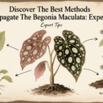 Methods To Propagate The Begonia Maculata